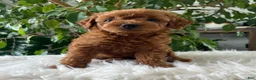 Mini Goldendoodle dogs for sale: Carolina - Ad 5
