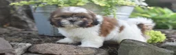 Shih Tzu dogs for sale: Bella - Ad 1