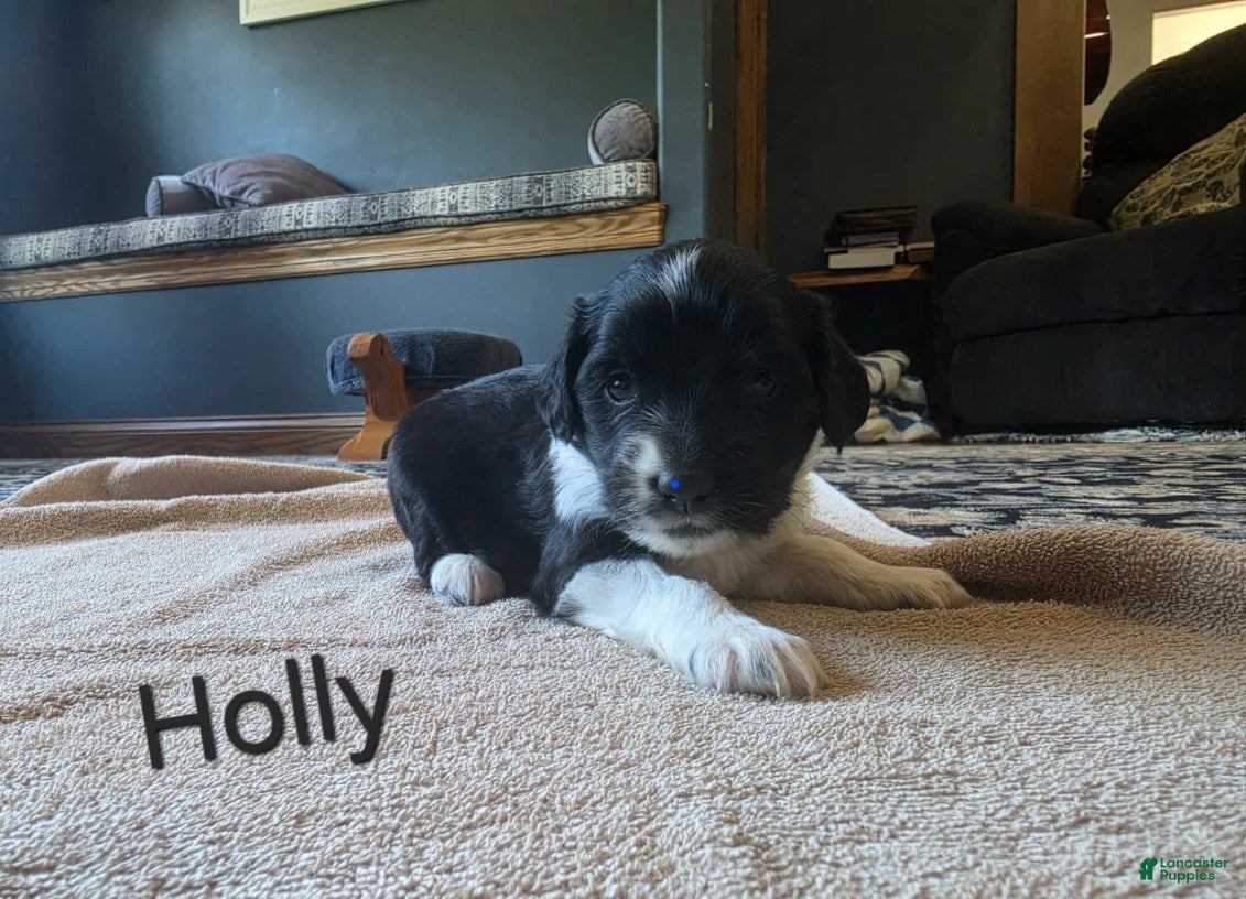 Mixed Breed dogs for sale: Holly - Ad 1