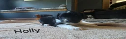 Mixed Breed dogs for sale: Holly - Ad 1