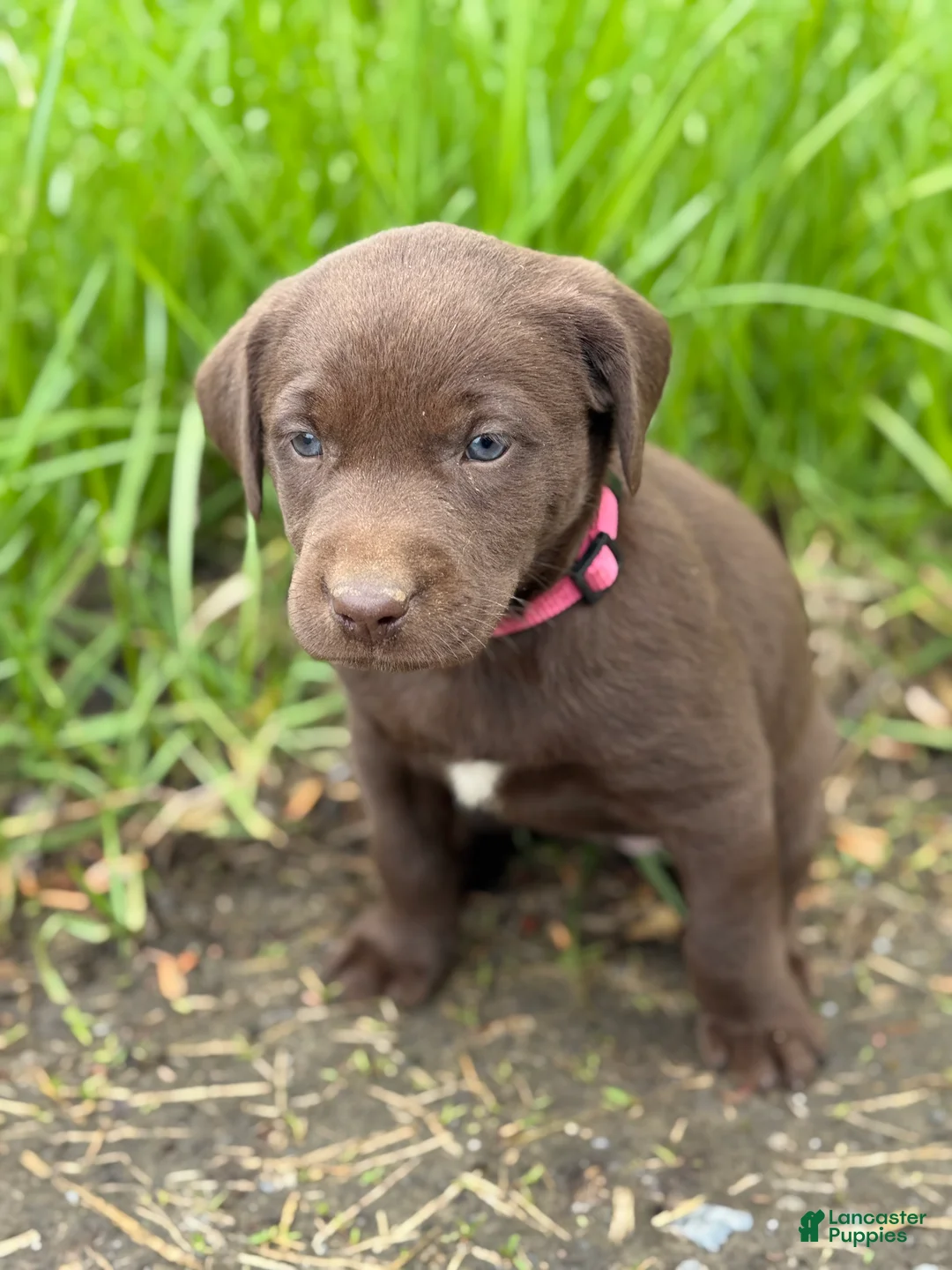 Labrador Retriever dogs for sale: Daisy - Ad 1
