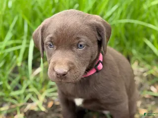 Labrador Retriever dogs Daisy - Ad 11