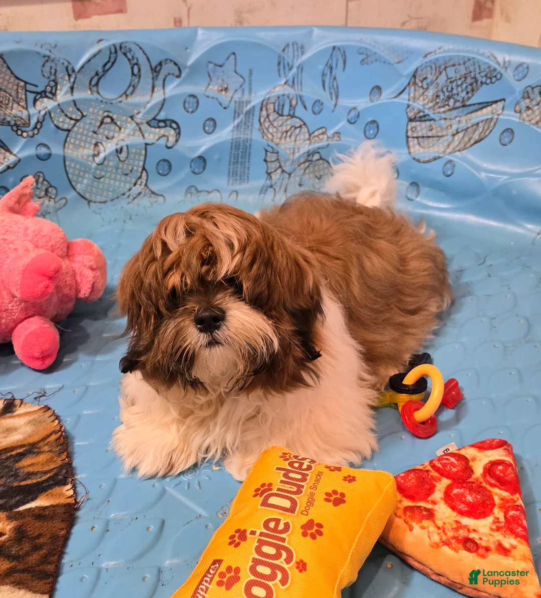 Shih Tzu dogs for sale: Mike - Ad 1