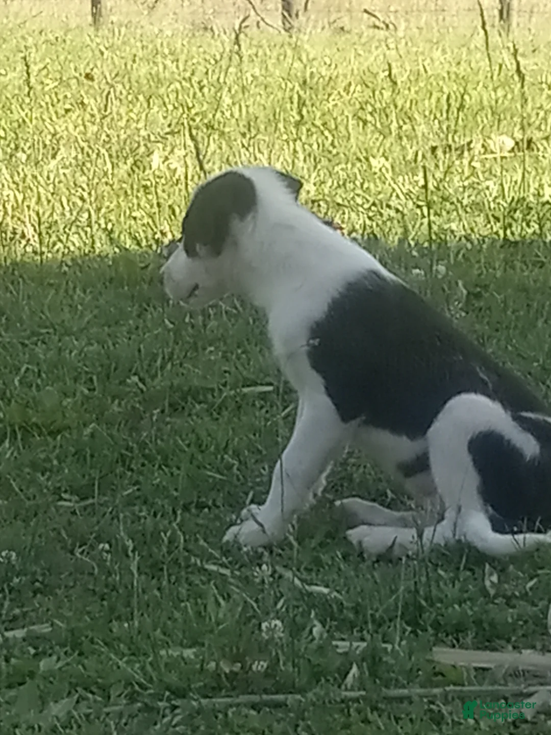 Border Collie dogs for sale: Max - Ad 2