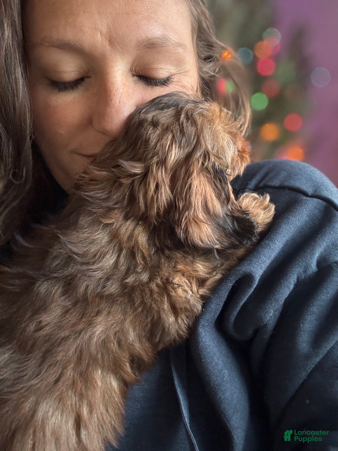 Miniature Dachshund dogs for sale: Marlo - Ad 6