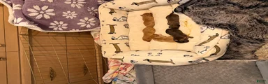 Dachshund 3