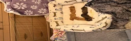Dachshund dogs for sale: Dachshund 3 - Ad 1