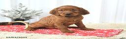 Irish Setter dogs for sale: Buddy - Ad 3