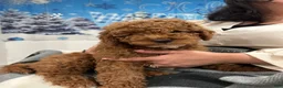 Mixed Breed dogs for sale: Javy - Ad 7