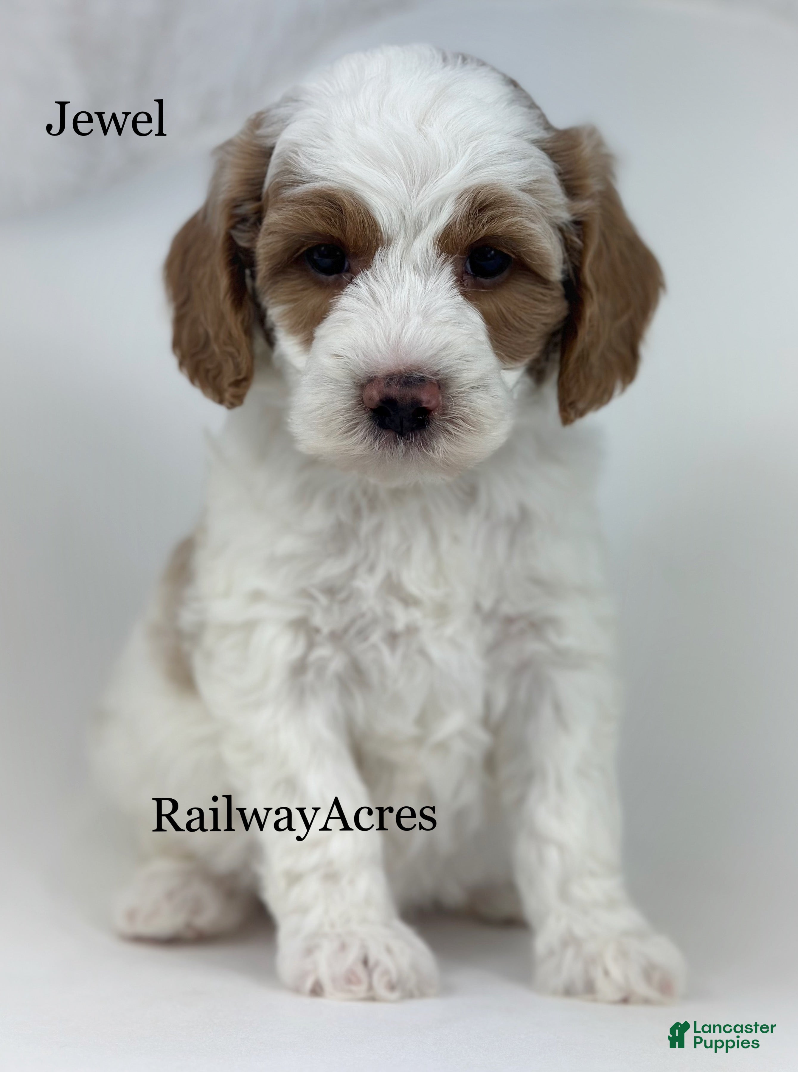 Goldendoodle dogs Jewel-F1b Mini - Ad 38