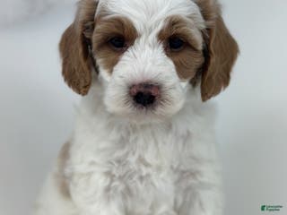 Goldendoodle dogs Jewel-F1b Mini - Ad 38