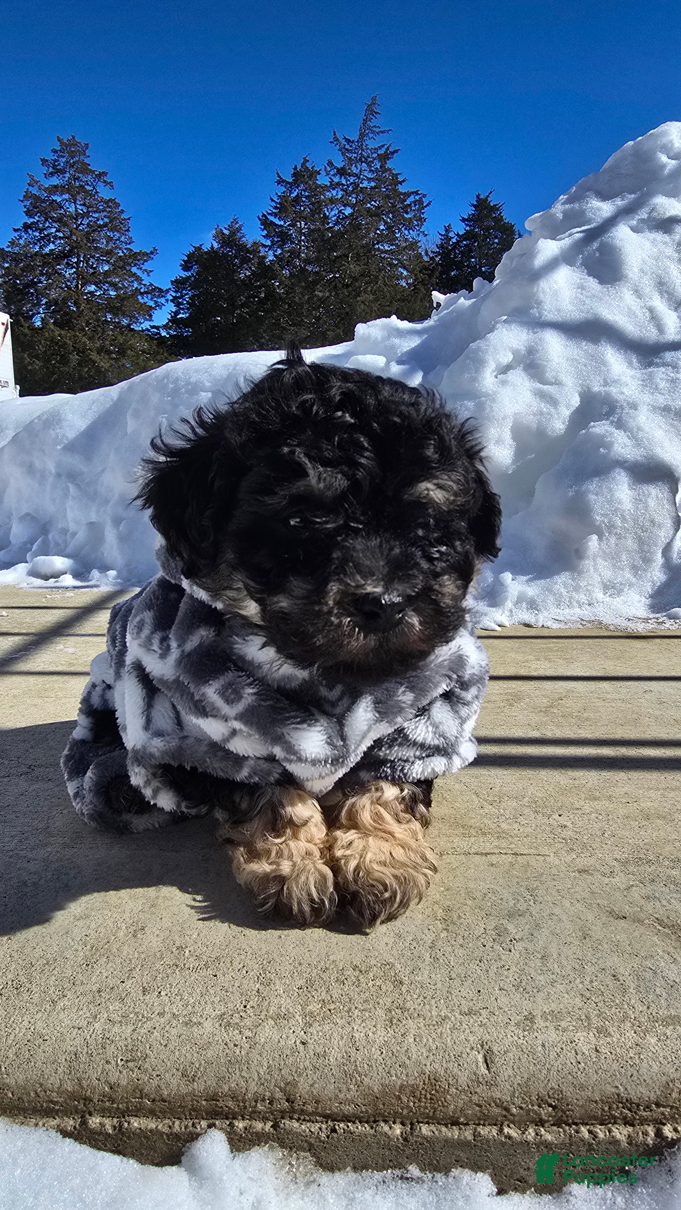 Toy Poodle dogs Blake - Ad 1