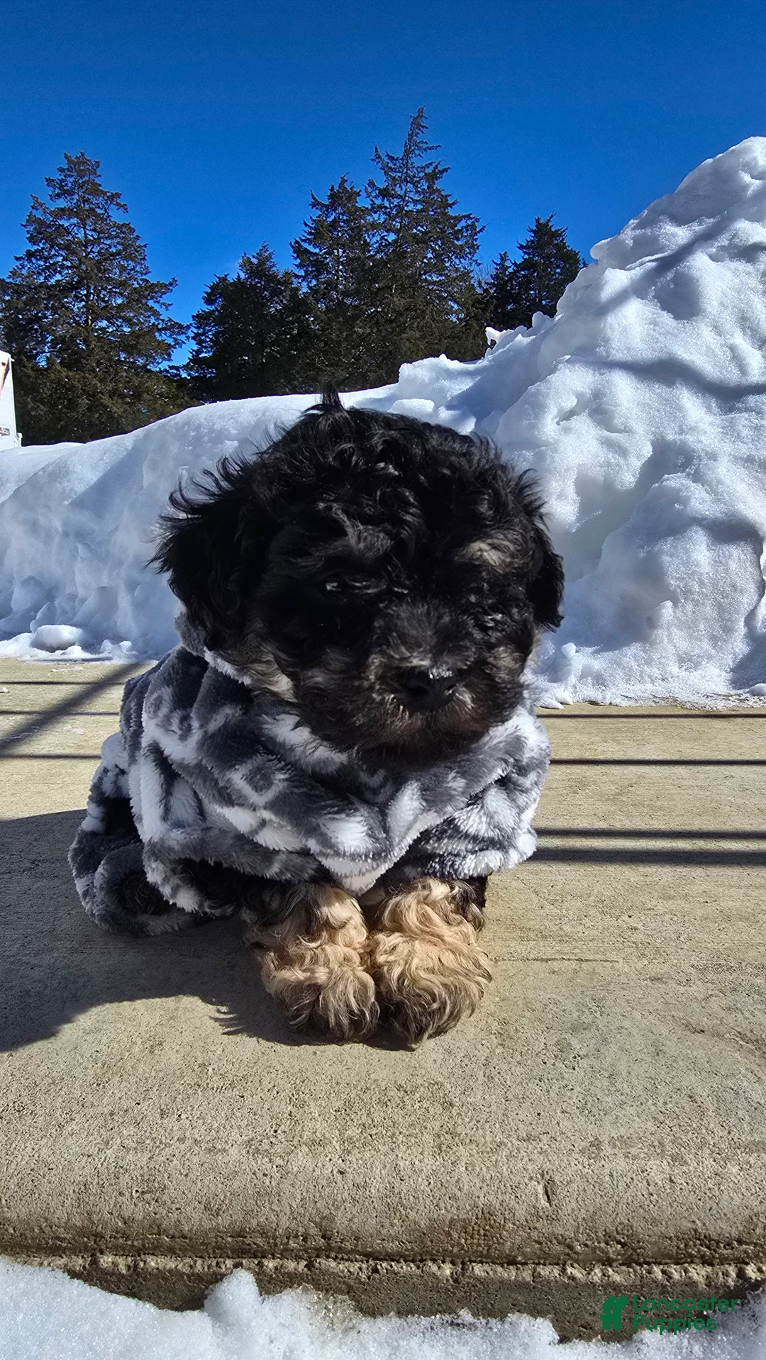 Toy Poodle dogs for sale: Blake - Ad 1