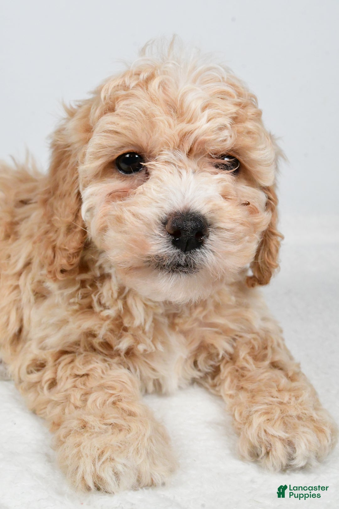 Bichpoo dogs for sale: Gracie - Ad 7