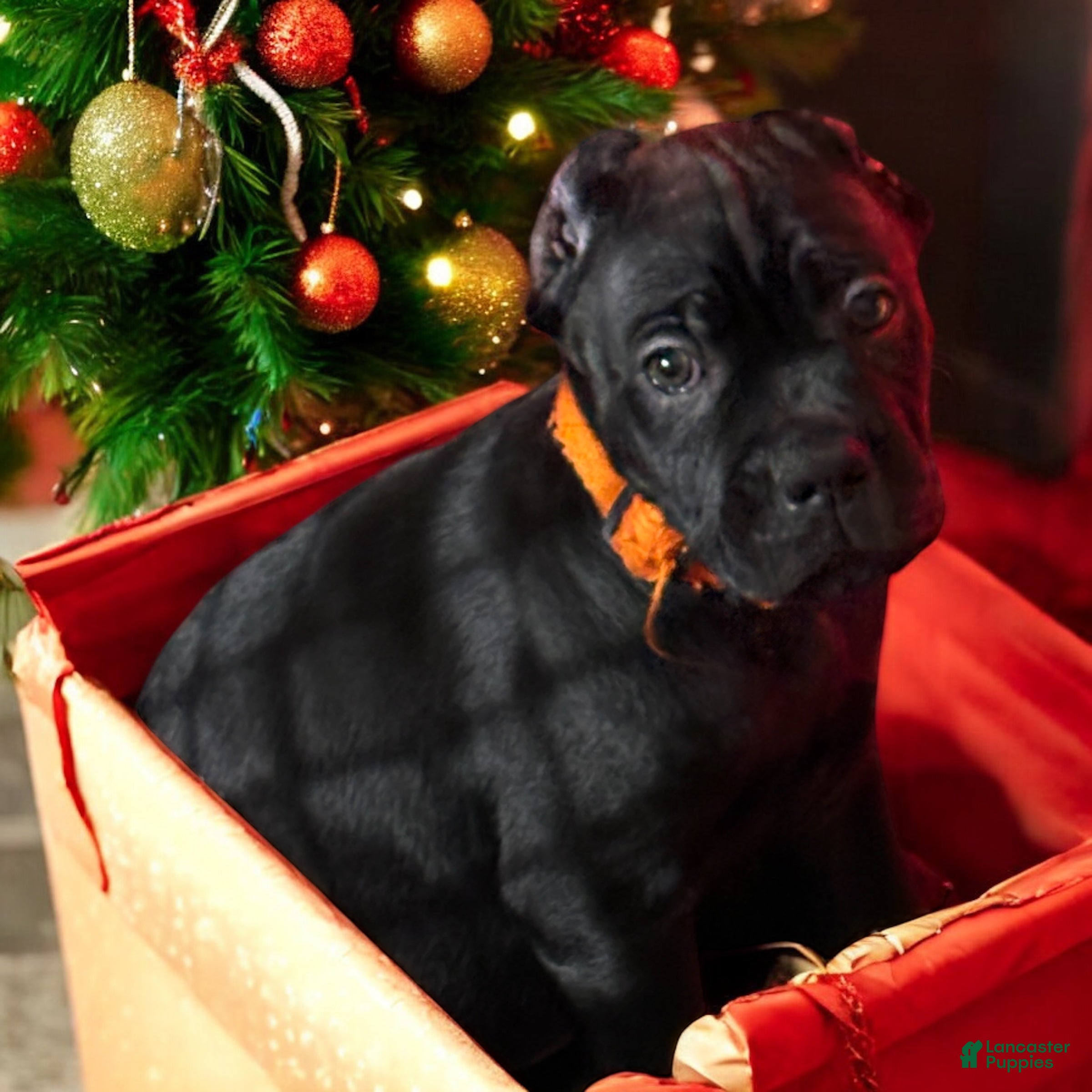 Cane Corso dogs Orange - Ad 18