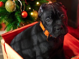 Cane Corso dogs Orange - Ad 18