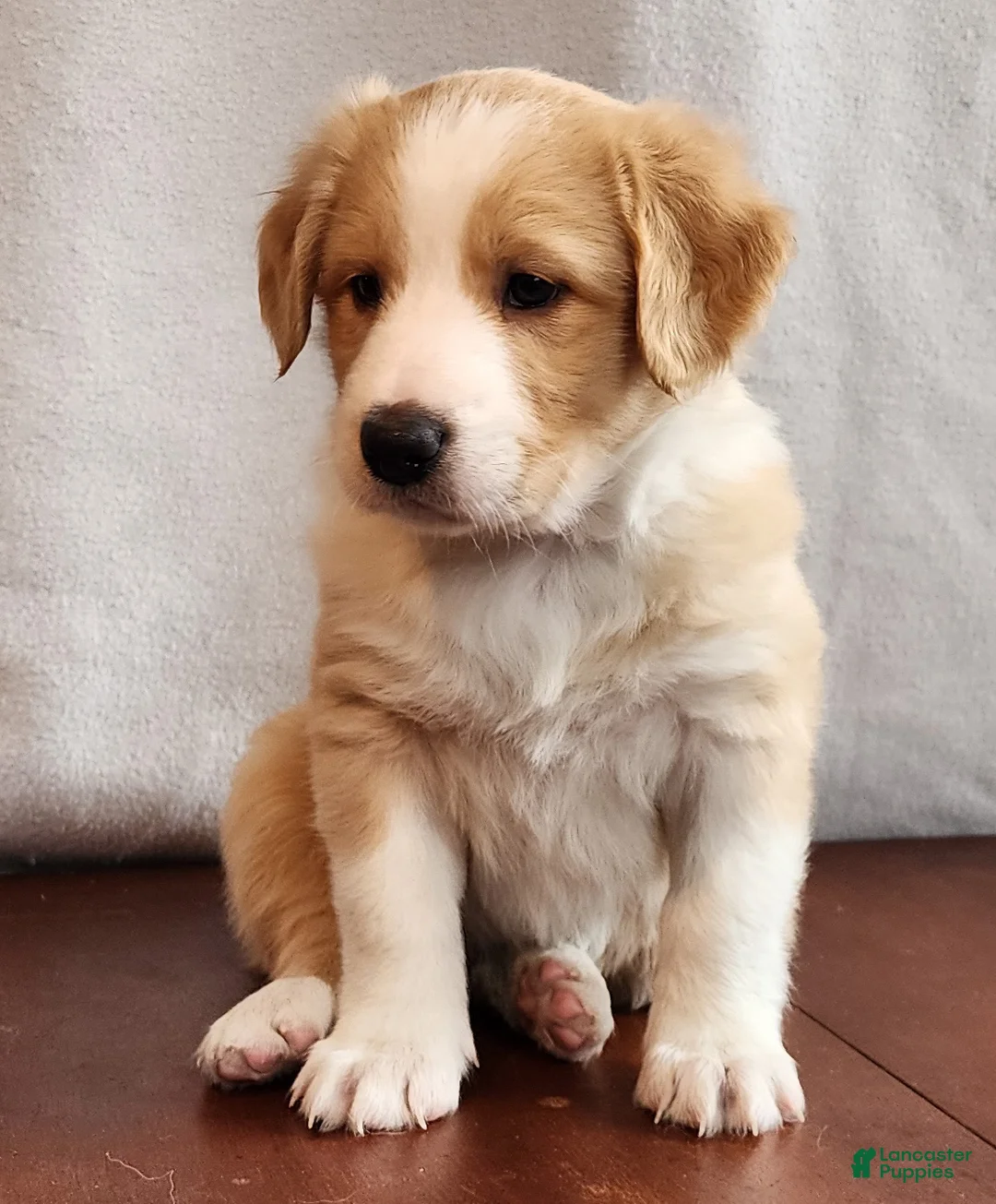 English Shepherd dogs for sale: Lolo - Ad 1