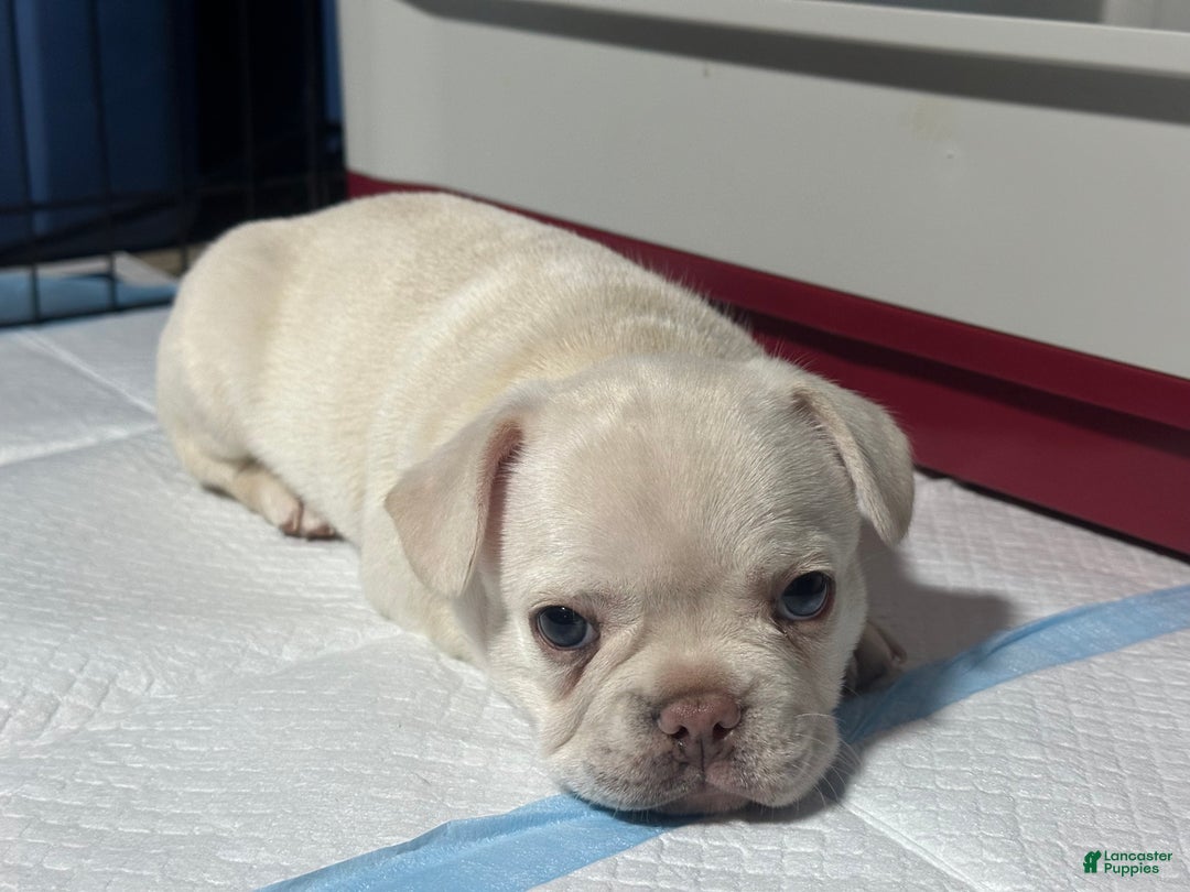French Bulldog dogs for sale: Luca - Ad 7