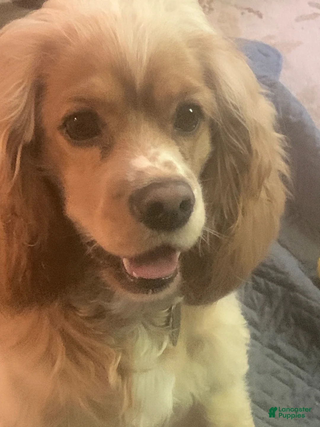 Cocker Spaniel dogs for sale: Frye - Ad 4