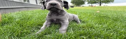 Great Dane dogs for sale: Sparkle - Ad 5