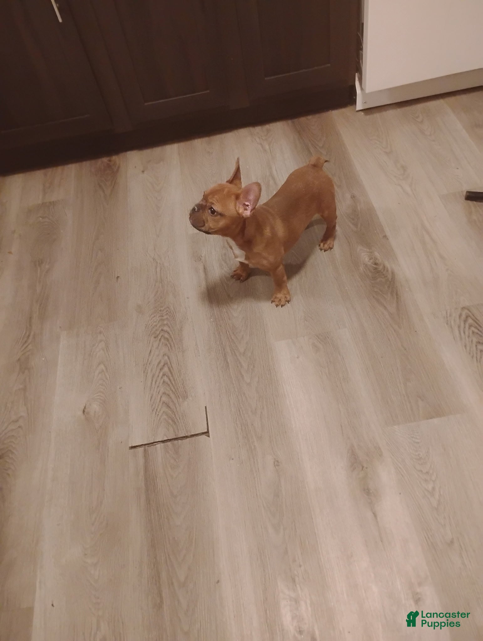 French Bulldog dogs French Bulldog Puppy 3 - Ad 2