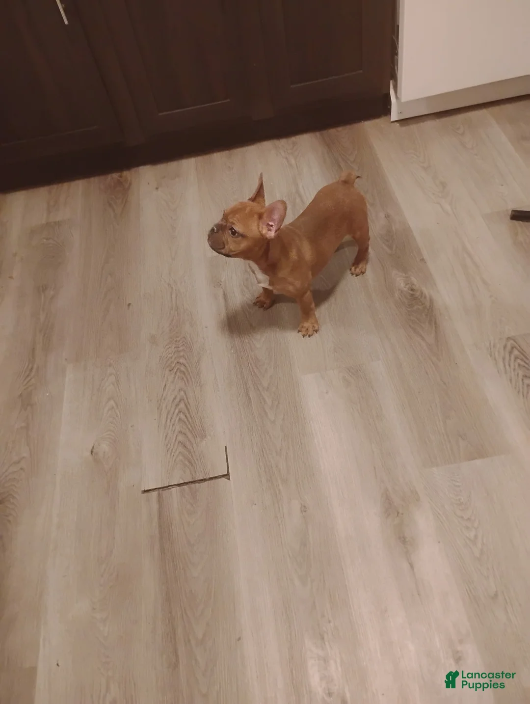 French Bulldog dogs for sale: French Bulldog Puppy 3 - Ad 2