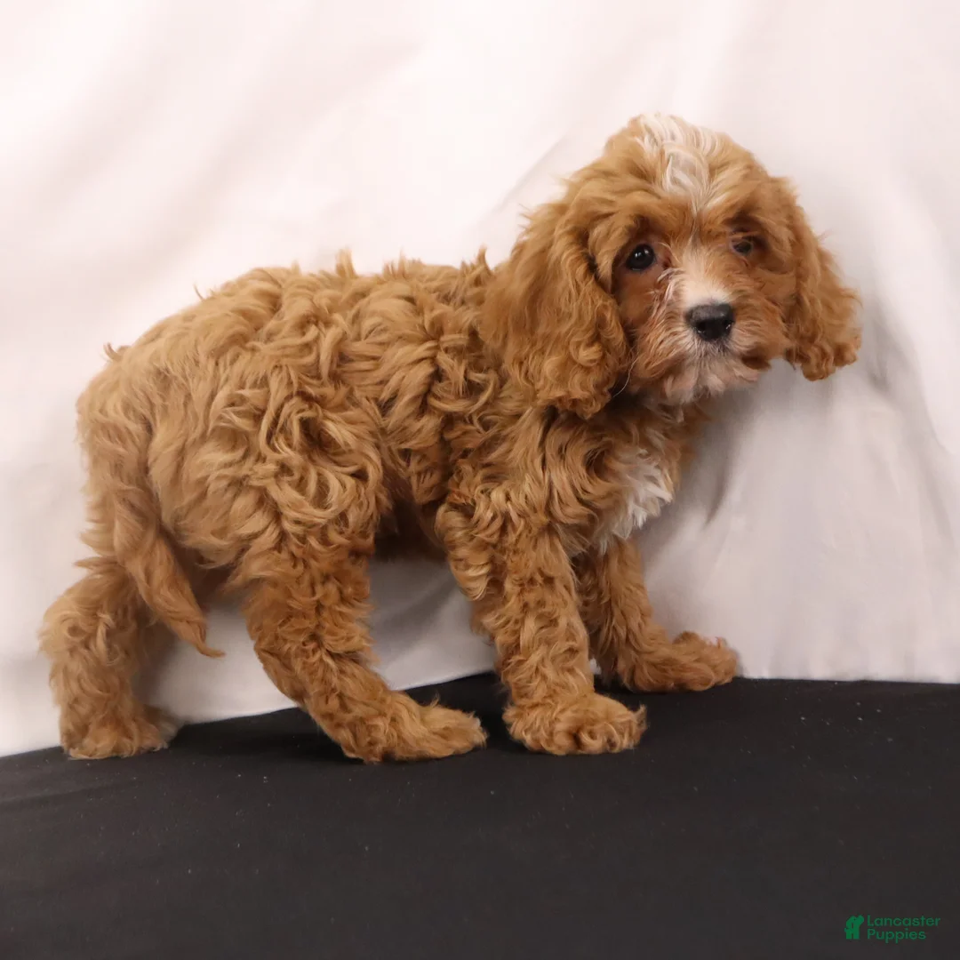 Cavapoo dogs for sale: Willie - Ad 2