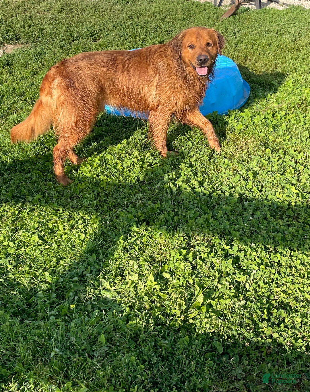 Golden Retriever dogs for sale: Hunter - Ad 7