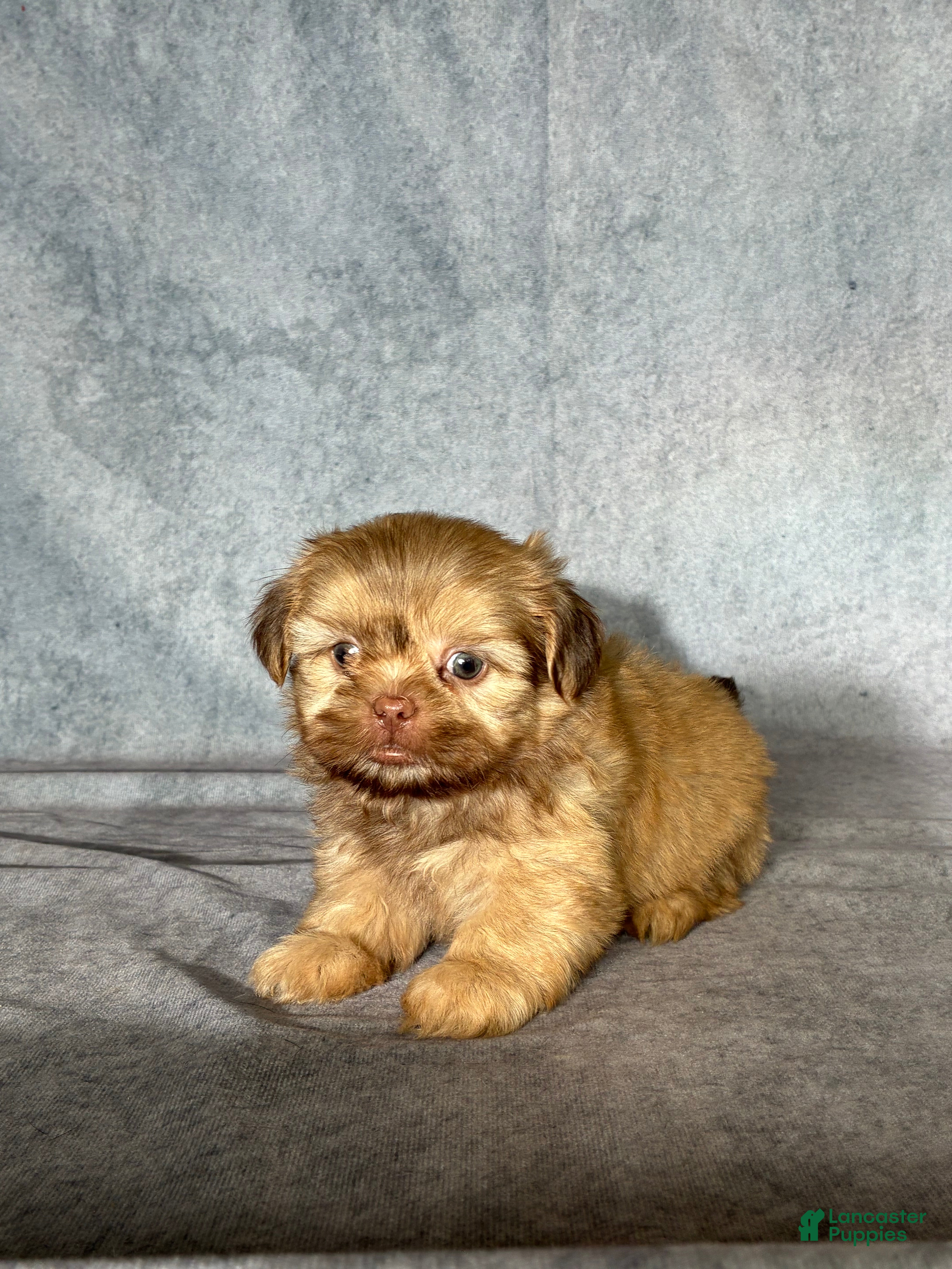 Shih Tzu dogs Niko - Ad 2