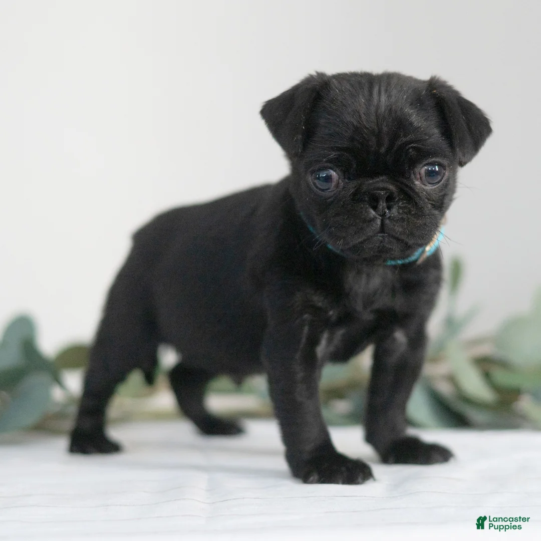 Pug dogs for sale: Thomas  - Ad 3