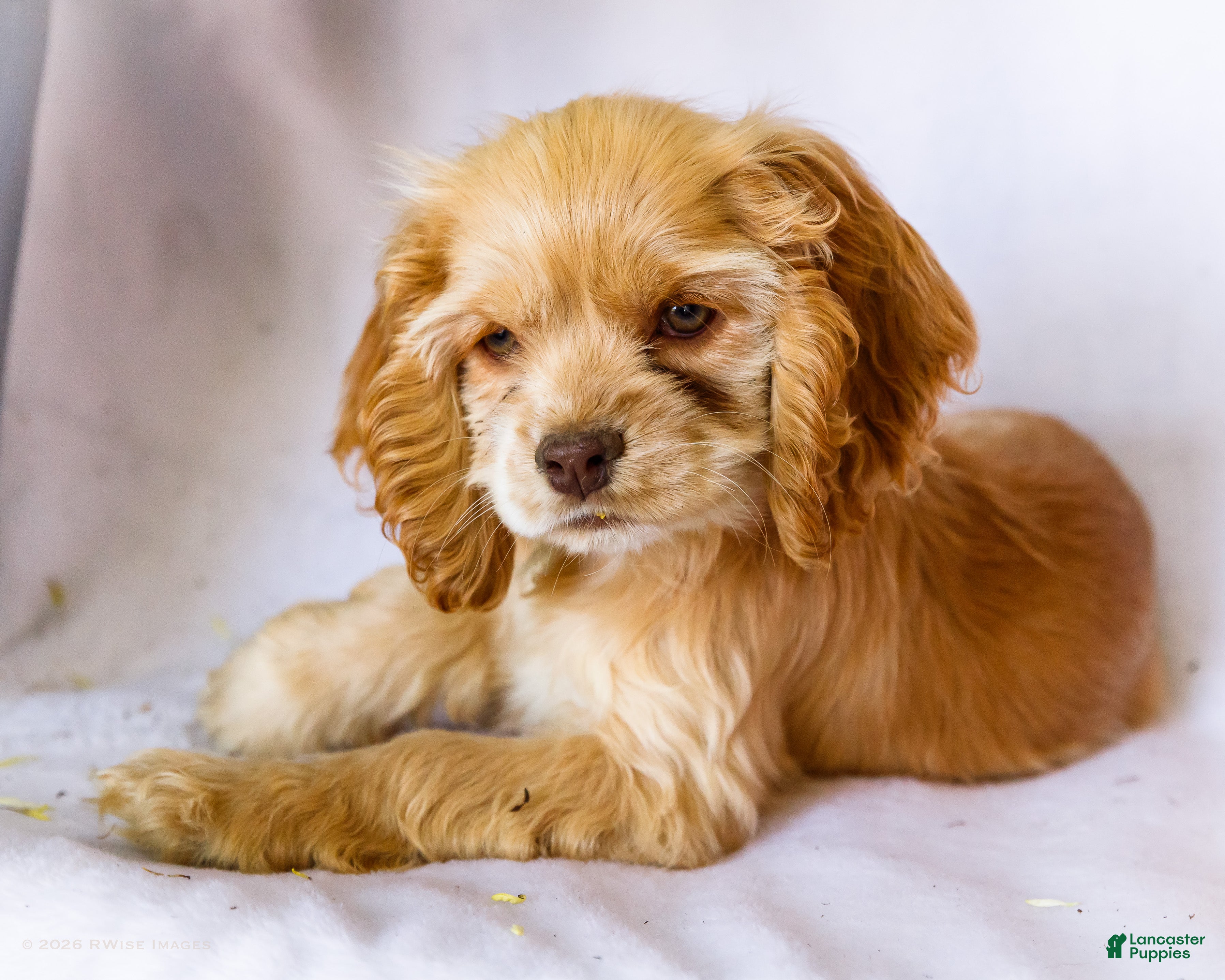 Cocker Spaniel dogs Daisy - Ad 1