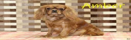 Cavapoo dogs for sale: Dora - Ad 4
