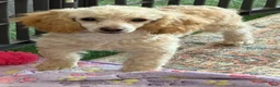 Toy Poodle dogs for sale: Pansy - Ad 3
