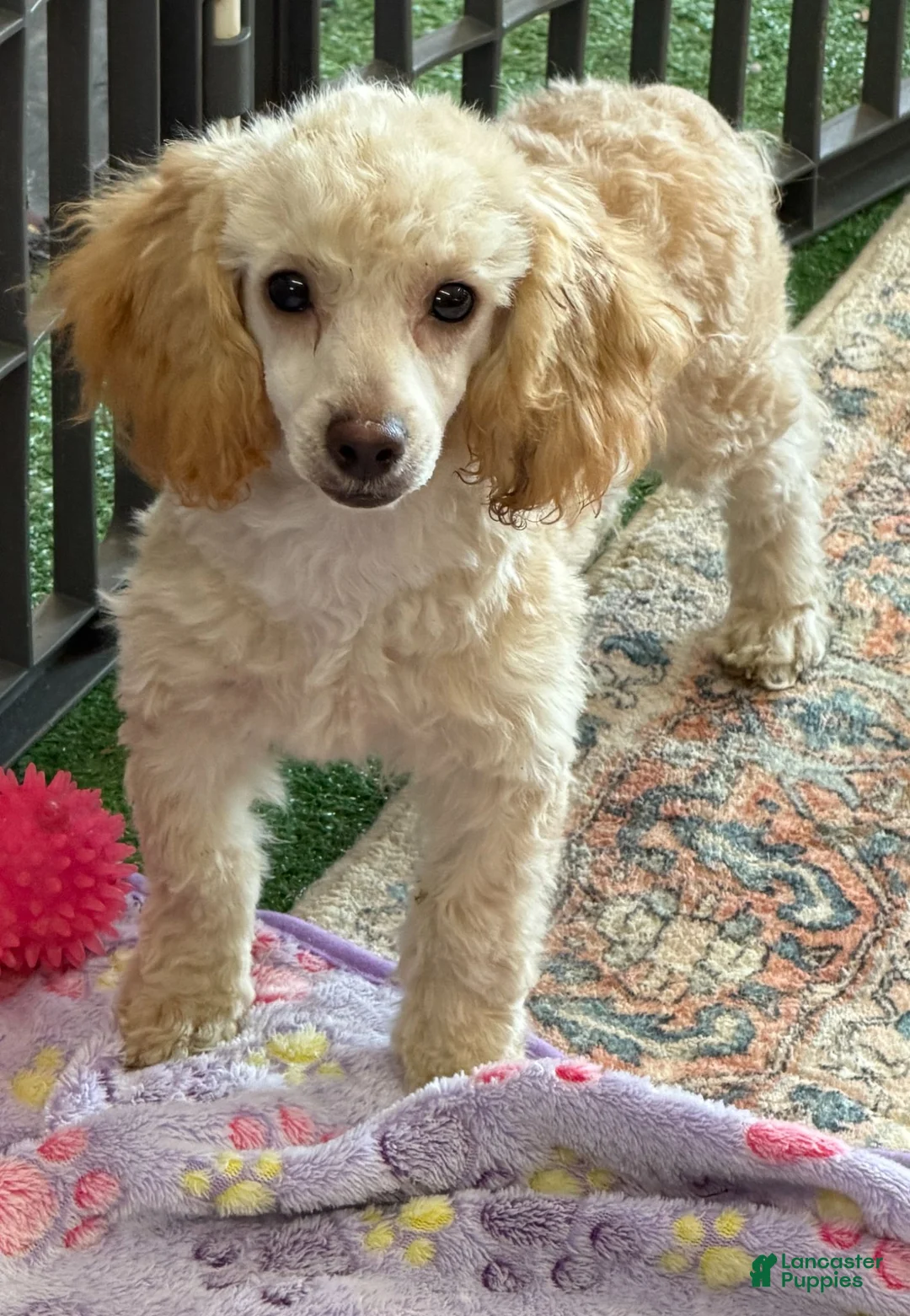 Toy Poodle dogs for sale: Pansy - Ad 3