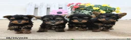 Yorkiepoo dogs for sale: Brianna - Ad 3