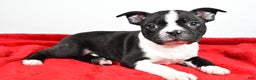 Boston Terrier dogs for sale: Scott - Ad 6