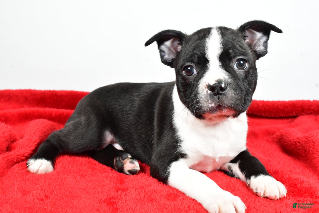 Boston Terrier dogs for sale: Scott - Ad 6