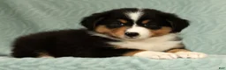 Australian Shepherd dogs for sale: Sophie - Ad 4