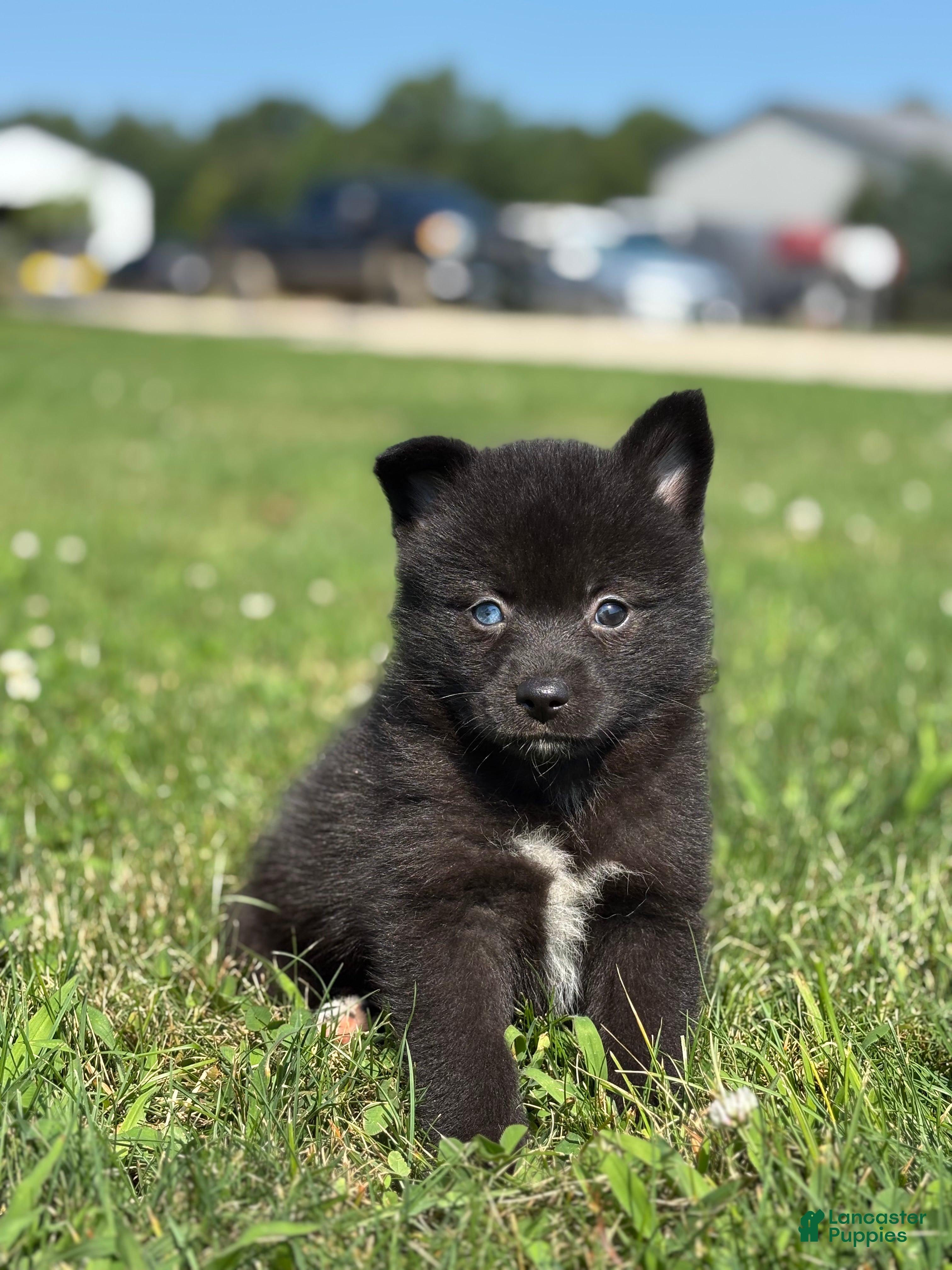 Pomsky dogs Gilbert - Ad 1