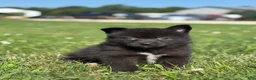 Pomsky dogs for sale: Gilbert - Ad 1