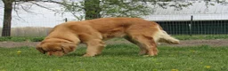 Golden Retriever dogs for sale: LESLIE - Ad 7