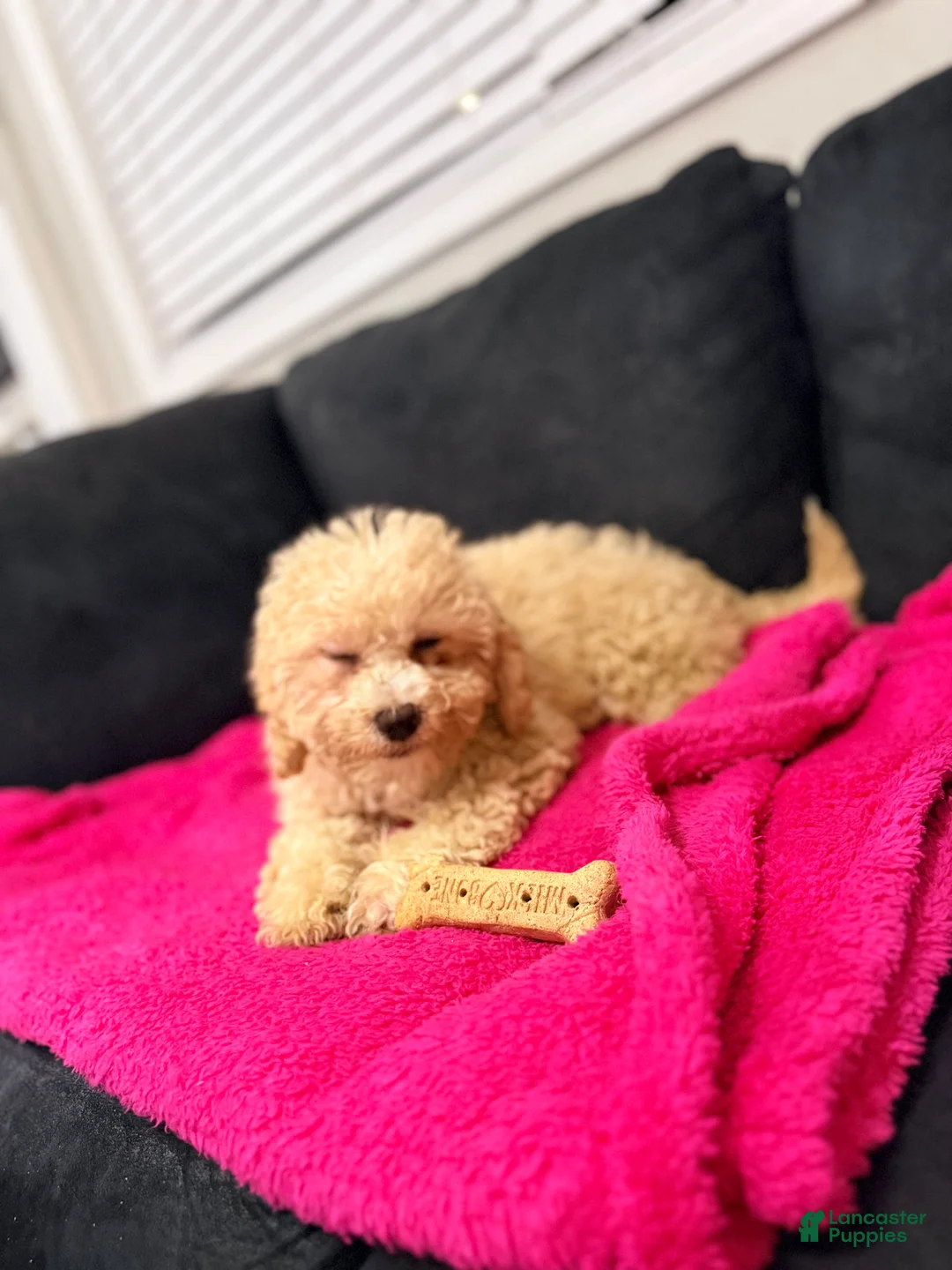 Mini Goldendoodle dogs for sale: Mini Goldendoodle Puppy 1 - Ad 1