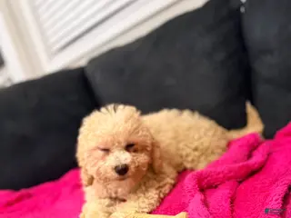 Mini Goldendoodle dogs Mini Goldendoodle Puppy 1 - Ad 21