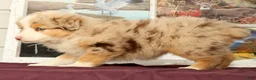 Miniature Australian Shepherd dogs for sale: Shank - Ad 4
