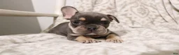 French Bulldog dogs for sale: Lucky - Ad 7