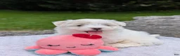 Maltese dogs for sale: Maltese 2 - Ad 21