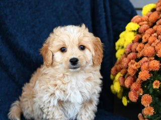 Mixed Breed dogs - Ad 22