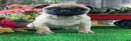 Pug dogs for sale: Princess  - Ad 5
