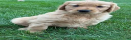 Golden Retriever dogs for sale: Zena - Ad 4