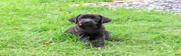 Labrador Retriever dogs for sale: Eloise - Ad 5